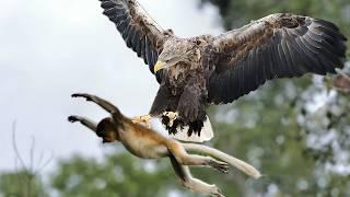 Philippine Eagle  The Monkey-Eating Bird!