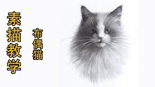 【sketching drawing】怎么画一只布偶猫丨素描教学