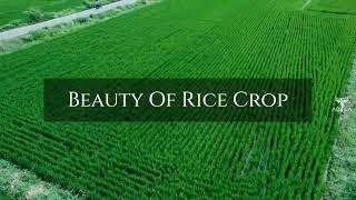 Beauty of Rice Crop | Beautiful drone shots | Rayalaseema