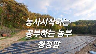 유기농 옥수수밭과 일반옥수수 밭. 구별법