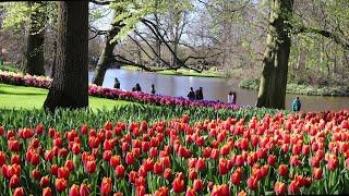 Keukenhof 2023 - Enjoy a nice sunny day in the beautiful spring garden - 4k