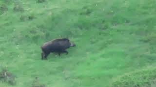 Jabalina defendiendo a su camada del ataque de un lobo en Valdeón (León)