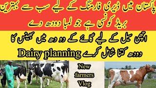 Best dairy breed new farmers II Milk plan for dairy farming I buffalo and cow milk ratio for market