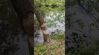 #Shorts along the canal in spring flowers and beaver work #flowers #beaver #nature #hike #newjersey