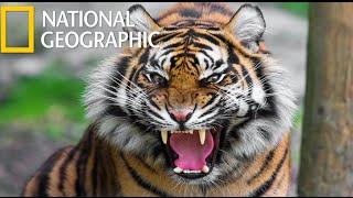 American Tiger  (National Geographic) / HD