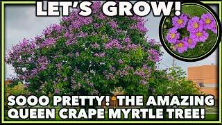 QUEEN CRAPE MYRTLE CARE: How to Keep Your Tree Healthy and Beautiful