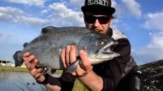 Twizel Canal Trout and Salmon