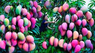 Harvesting Pink Mango & Goes To Market Sell | Gardening And Cooking | Lý Tiểu Vân