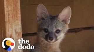 Woman Saves Baby Fox Who’s Head Gets Stuck In A Jar  | The Dodo Wild Hearts