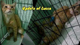 Update of Lucca. In the second option@lilyivo