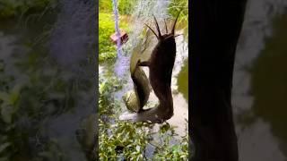 Surf fishing big catfish!! fish trapping, big catfish fishing, catfish #fishing #catfish #viralvideo