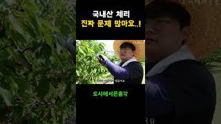 국내산 체리, 문제가 많은 이유