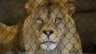 HUGE Male Lion Shocks Audience with Display - Oregon Zoo