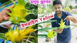 হলুদ ড্রাগন ফল । ইসরাইল Yellow Dragon Fruit । #dragon #farming @greenfriends8901