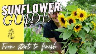 How to Grow Sunflowers from Seed - Cut Flower Gardening for Beginners