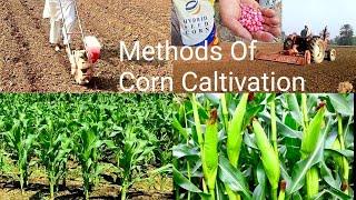 Methods Of Corn Caltivation | Maize Growing Methods