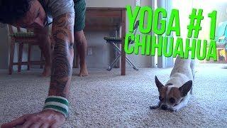 Chihuahua doing yoga with owner | Nic and Pancho