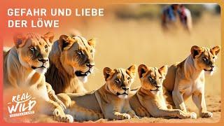 König der Tiere - Der Löwe | Real Wild Deutschland