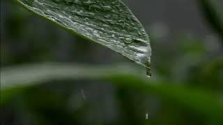 解压细雨聆听大自然雨声