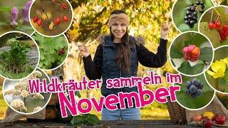 Die besten Wildkräuter im November  mit giftigen Beeren ️ #wildkräuter #garten #heilpflanzen