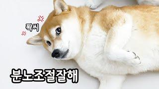 나만 예뻐하라고! (질투나서 발로차고 때리는 강아지 ㅋㅋ)