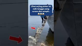 Anjing Pintar Naik Tangga yang Curam