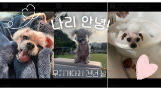 나리 사랑해 안녕! | 나리가 무지개다리 건너갔어요