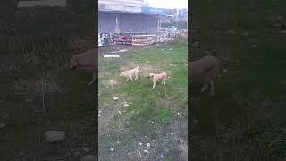 Наши аланийские собачки‍ #турция #алания #собаки #кангал #köpek #kangal #alabay #алабай#konaklı