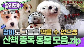 [#달리모아] 장마 특집(?) 장마도 막을 수 없는 그들의 산책 사랑 산책에 중독된 동물 모음집️ #TV동물농장 #고양이 #강아지 #달리 #DALI
