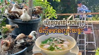 CAMBODIAN USA BACKYARD RASING CHICKENS ធ្វើទ្រុងមាន់១០មែត្រចិញ្ចឹមមាន់ក្រោយផ្ទះ ខ្មែរនៅអាមេរិក