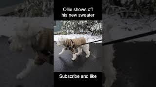 Ollie shows off his new sweater #shorts