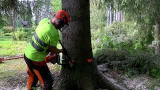 THIS TREE IS TOO HARD FOR AMATEURS TO FELL