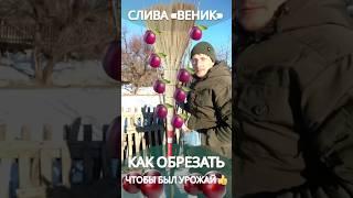 #обрезкадерева #обрезкагруши #обрезкаяблони #обрезкавесенняя #обрезкадеревьевсша #обрезкасада #сад