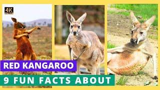 Red Kangaroo Revealed: 9 Fun Facts About Australia's Iconic Animal