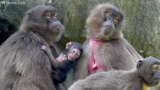 Gelada Baboon Baby | Bronx Zoo