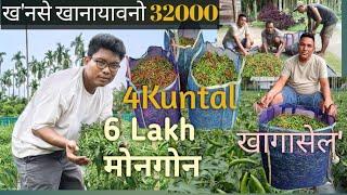 Green Chilly harvesting || 6 lakh रां मोनसिगोन || दिनों खाजेनबाय 32000 रांनि ||