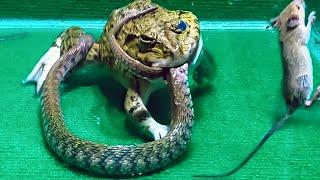 Amazing!! Asian Bullfrog Eats Big Snake And Mouse! Asian Bullfrog Live Feeding