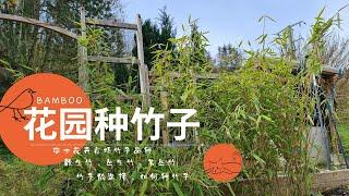 瑞士花园里竹子品种选择 / 如何庭院种植竹子 /  竹子种植注意事项