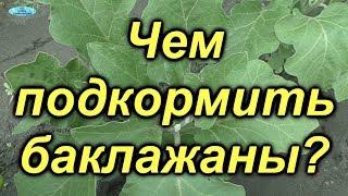 Баклажаны ломятся от урожая от ЭТОЙ подкормки!!