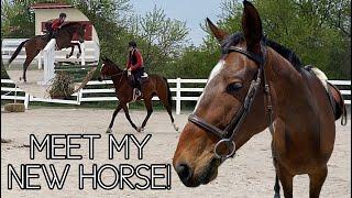 I BOUGHT ANOTHER HORSE!