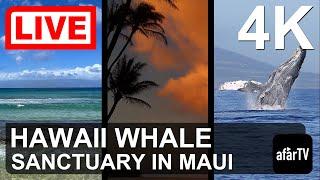  Live Now: 24/7 Hawaii Humpback Whale Marine Sanctuary in Maui, Hawaii in 4K Ultra HD