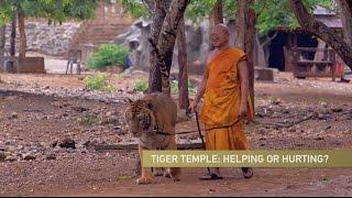 Thai Tiger Temple Defends Itself Amid Controversy