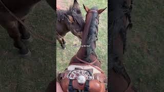this or side saddle #horseriding #horsegirl #westernhorse #relatable