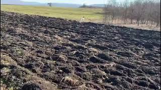 Muschio delle Bianche Alpine, setter inglese in guidata su starne