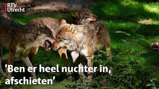 Wat moeten we met de wolf in Utrecht? | RTV Utrecht