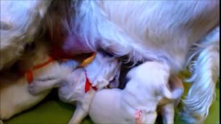 Golden Retriever puppies litter "D" from kennel ANIMALS TRIUMPH - feeding by the mother