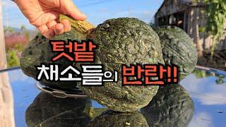 텃밭 도깨비호박 경매 붙여유~~~    김장배추, 무 예약 받구용 ㅋㅋ~~~ - countryside life