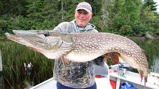 Giant Pike Of Lake St  Joseph!