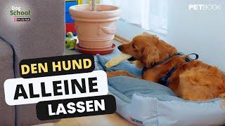 So lernt der Hund alleine zu bleiben I Dogschool I PETBOOK