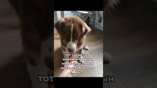Кто как ест  #собака #кошка #прикол #еда #австралийскаяовчарка #аусси
